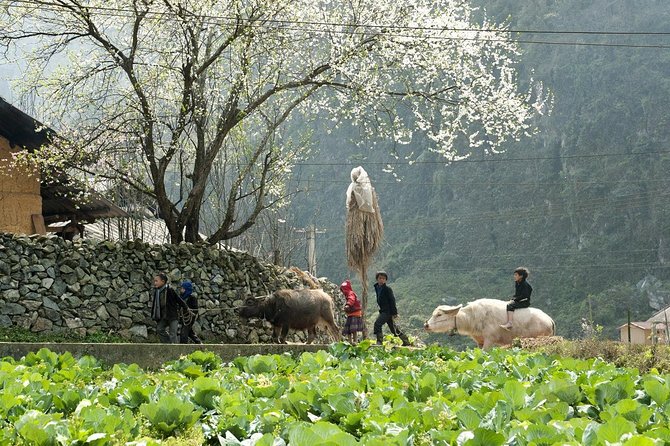 2 Days 1 night Sapa Tour from Hanoi by Limousine/Sleeper bus - One night in a three-star Sapa hotel