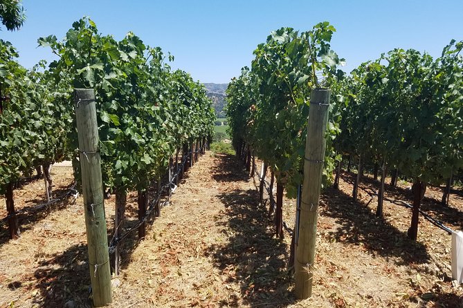 6 Hour Private Wine Country Tour (Sedan, SUV or Limo) - Choosing between a sedan, SUV, and stretch limo