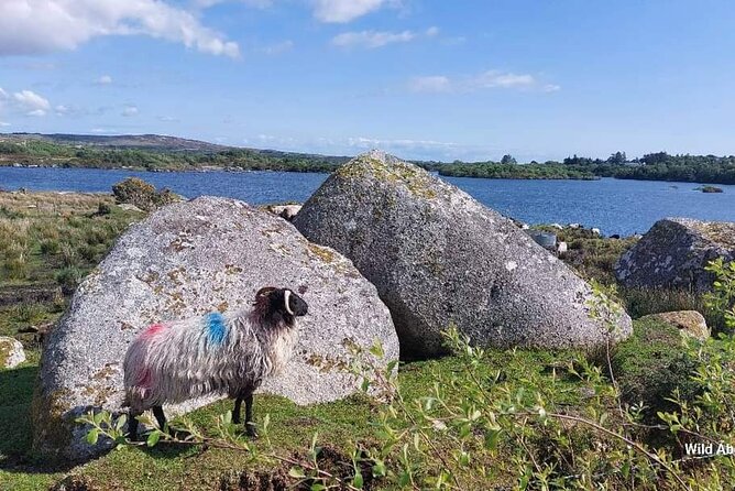 Connemara Sheep Farm experience & Kylemore Abbey by Lux Limousine - Carraroe, Spiddal, and the Wild Atlantic Way