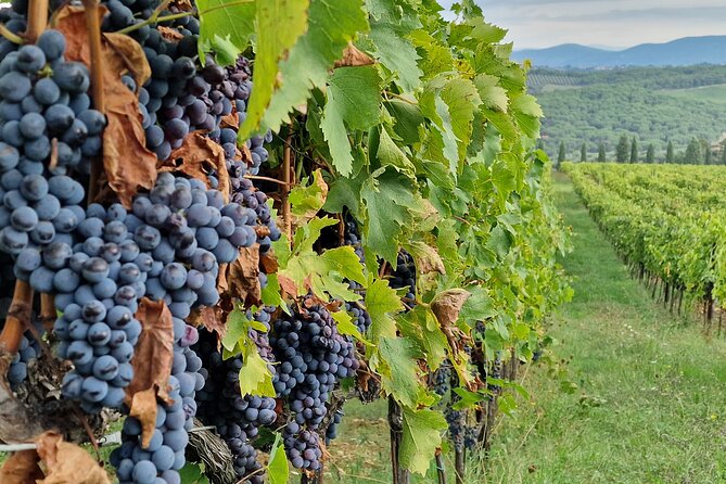 Private Wine Tour best of Chianti Tuscany 6 hours Limo Service - The driver, vehicle, and pace