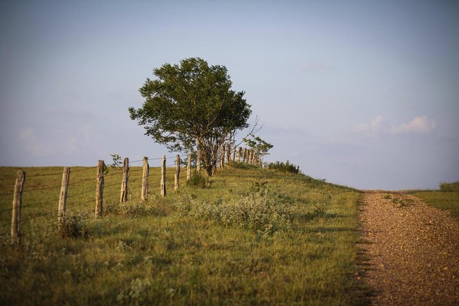Texas Hill Country Group Wine Tour by Limousine - Key points to know before booking